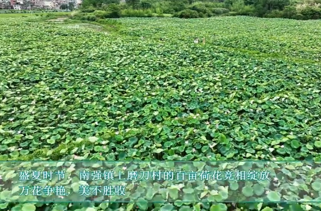 【学习强国】亲自然 | 郴州临武：盛夏荷花开 人间好时节