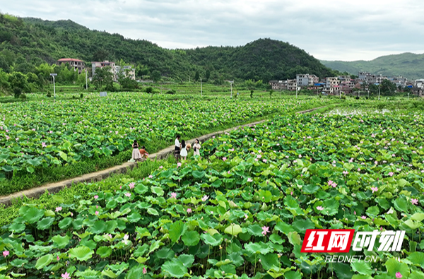 【学习强国】组图丨湖南临武：盛夏荷花开 人间好时节