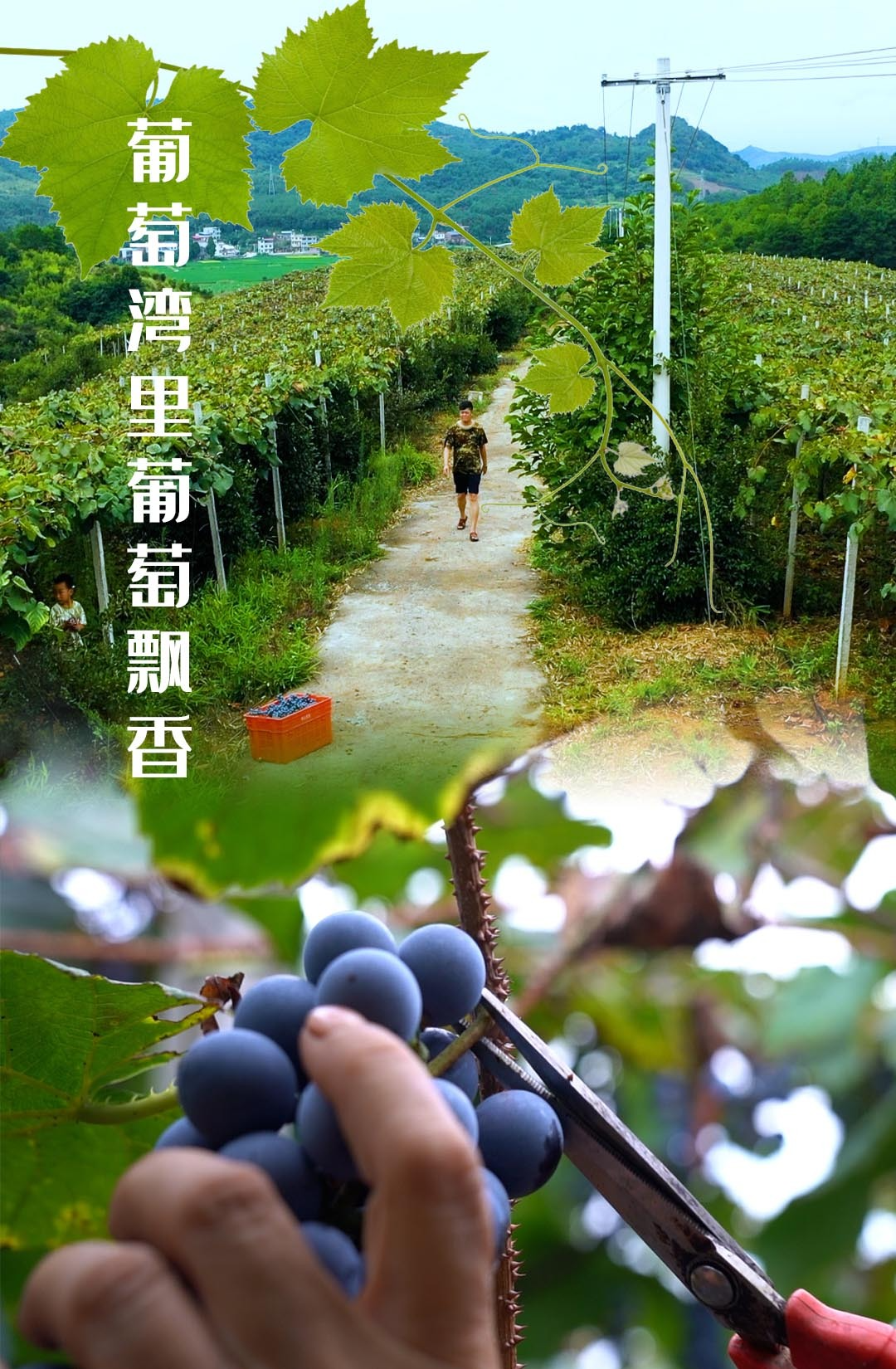 临武三江：葡萄湾里葡萄飘香