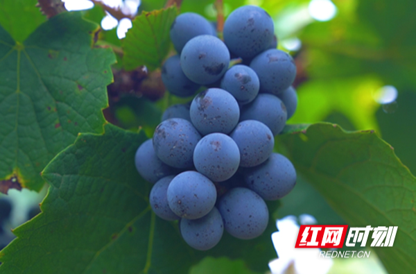 【红网时刻】临武：退伍军人荒山“置宝”葡萄湾里果飘香