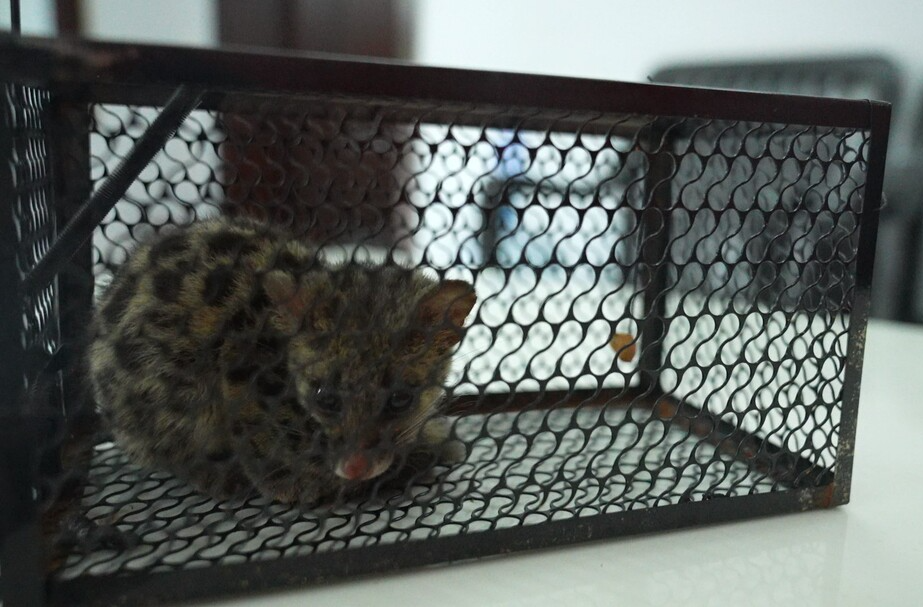 临武县森林公安救助放生小灵猫