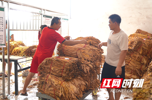 【中国农业信息网】临武：吹响烟叶收购号角 铺就乡村振兴“致富路”