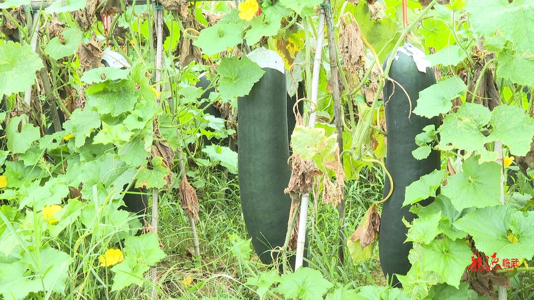 急！100吨滞销冬瓜盼销路