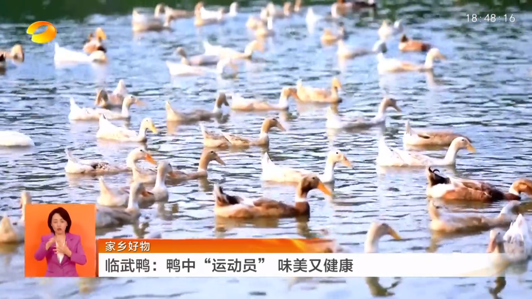 【湖南新闻联播】家乡好物 临武鸭：鸭中“运动员” 味美又健康