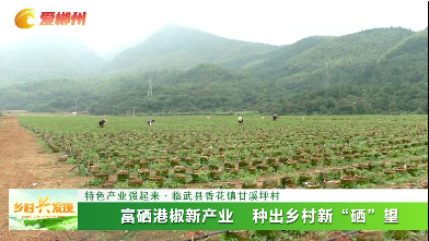 【乡村兴发现】特色产业强起来·临武县香花镇甘溪坪村：富硒港椒新产业 种出乡村新“硒”望