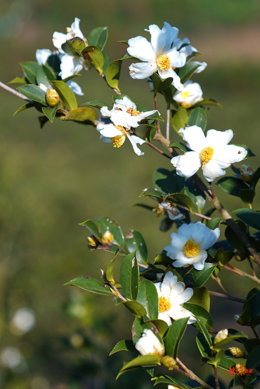 图集丨郴州临武油茶满岗觅籽忙