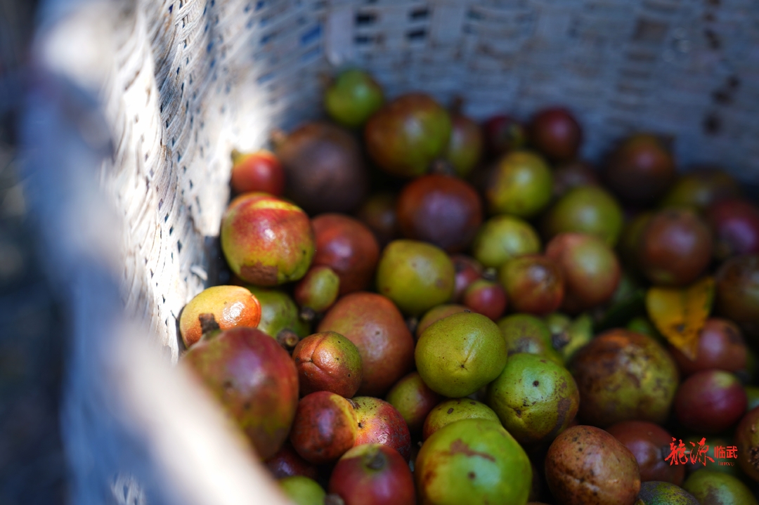 图集丨郴州临武油茶满岗觅籽忙