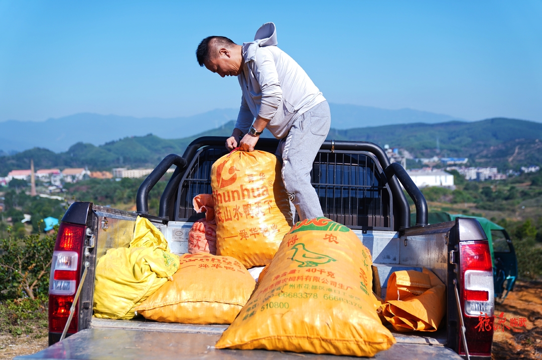 图集丨郴州临武油茶满岗觅籽忙