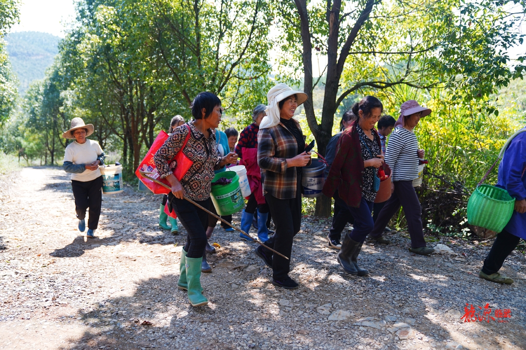 图集丨郴州临武油茶满岗觅籽忙