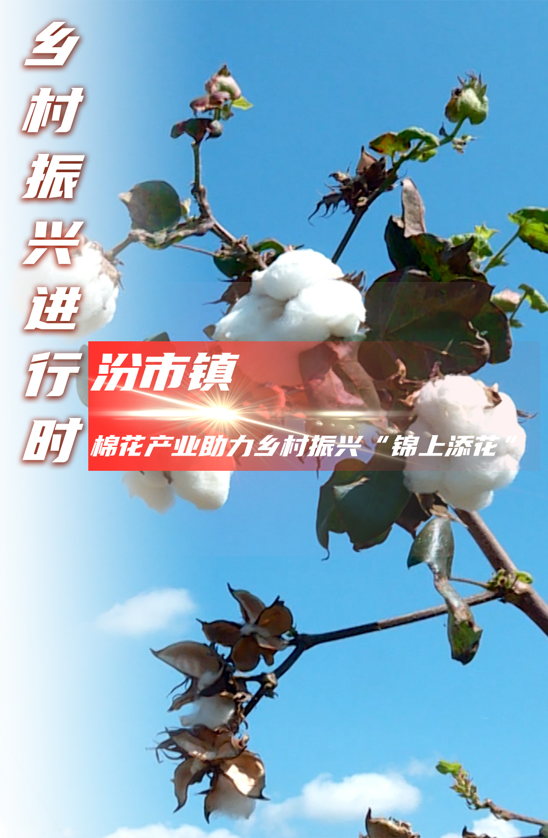 临武汾市：棉花产业助力乡村振兴“锦上添花”