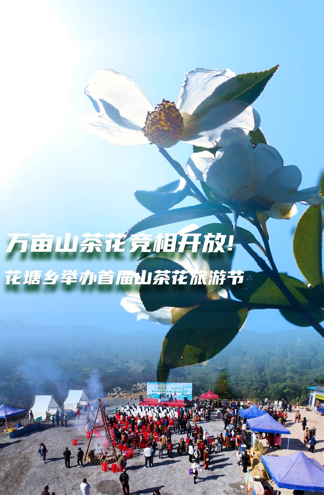 万亩山茶花竞相开放！花塘乡举办首届山茶花旅游节