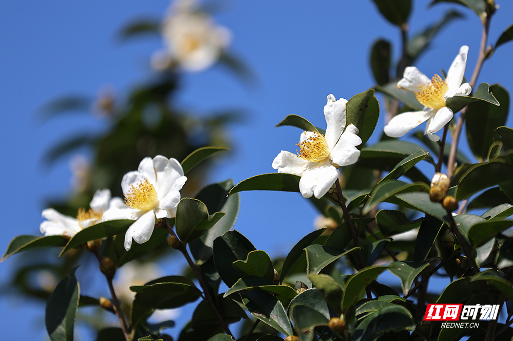 【红网时刻】图集 | 临武县花塘乡：油茶花开满山香 繁花似锦兆丰年