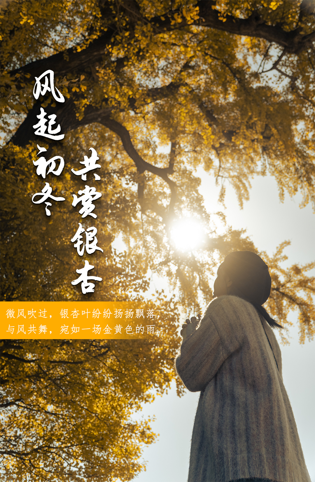 航拍临武｜风起初冬 共赏银杏
