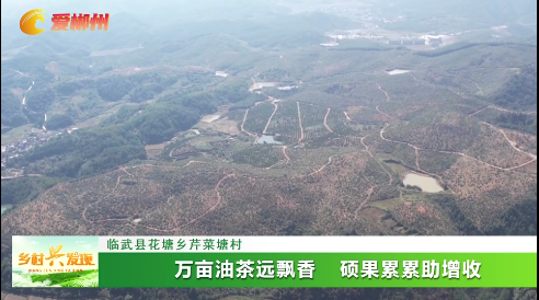 【乡村兴发现】临武县花塘乡芹菜塘村：万亩油茶远飘香 硕果累累助增收