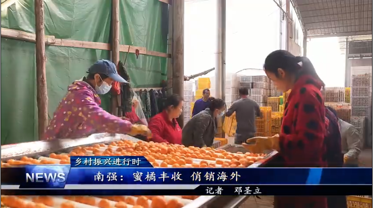 【学习强国】三农｜郴州临武：小蜜橘成了“黄金果”