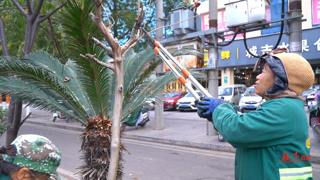 临武县园林绿化服务中心：冬日修剪紫薇 来年花繁叶茂