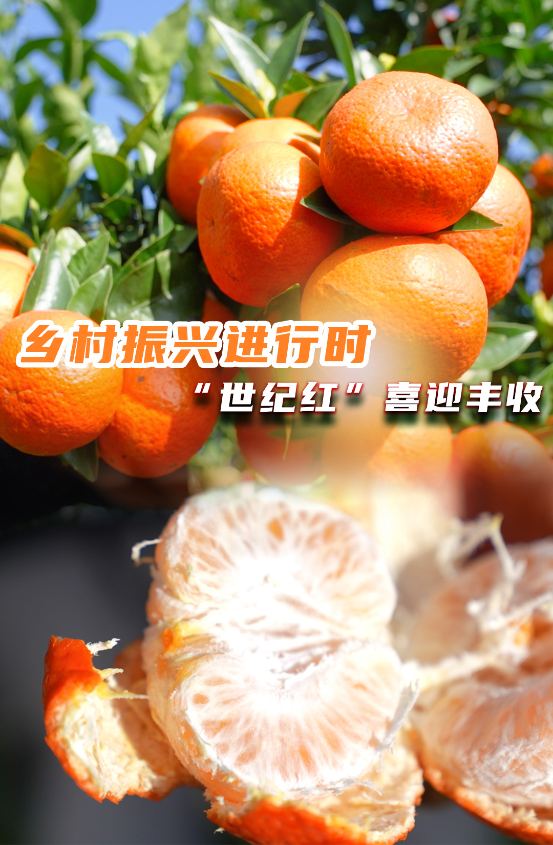 乡村振兴|｜临武花塘：“世纪红”喜迎丰收