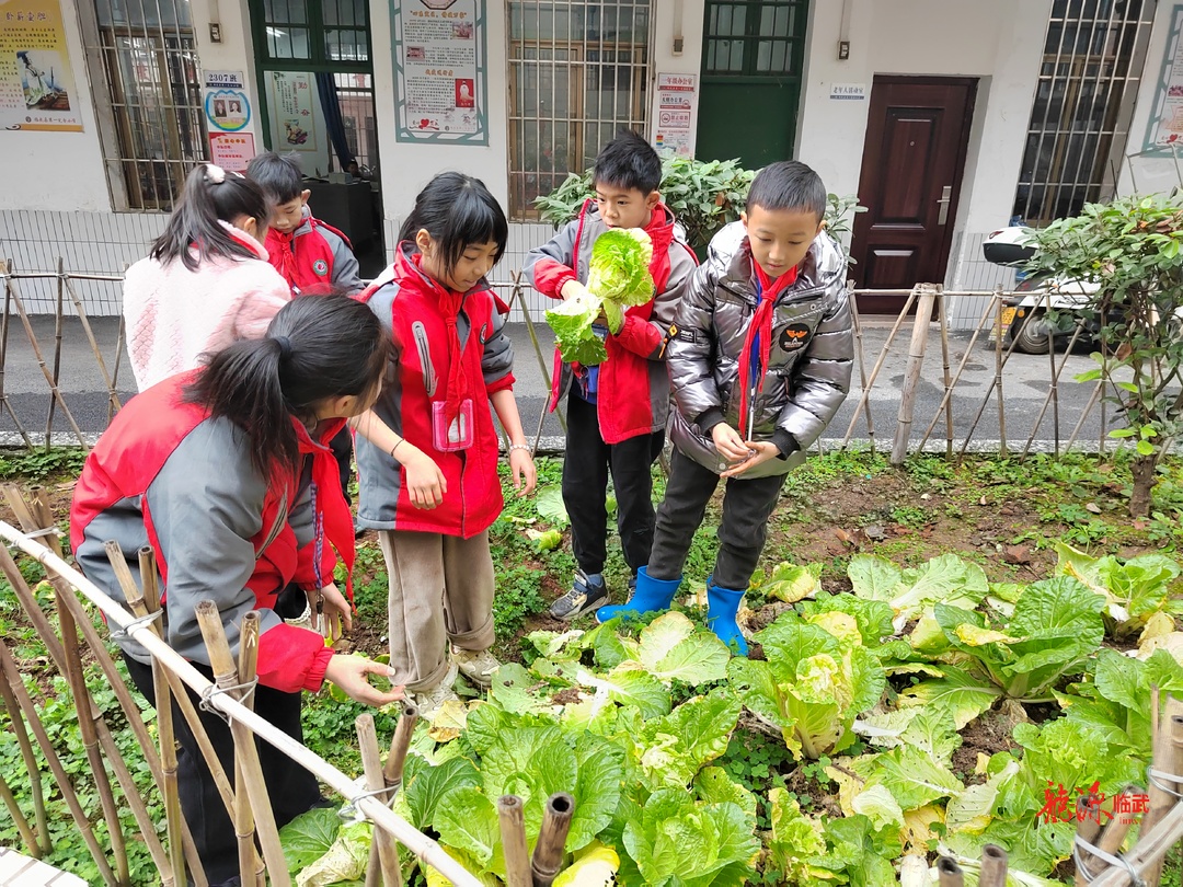 县一完小：开心采摘 乐享成果