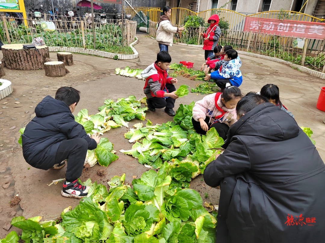 县一完小：开心采摘 乐享成果