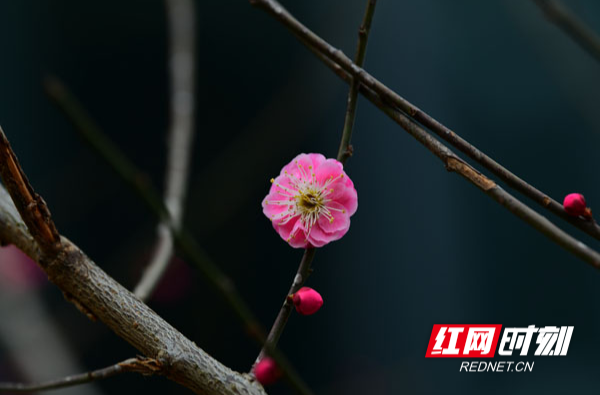 【学习强国】大美湖南·每日一景丨郴州市临武县：红梅点点报春来