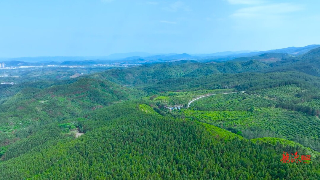 湖南发布第三号总林长令  今年高质量完成390万亩营造林任务