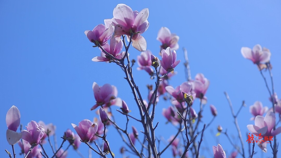 视频 | 临武县：赴春天寻花之旅 邀你入最美画卷