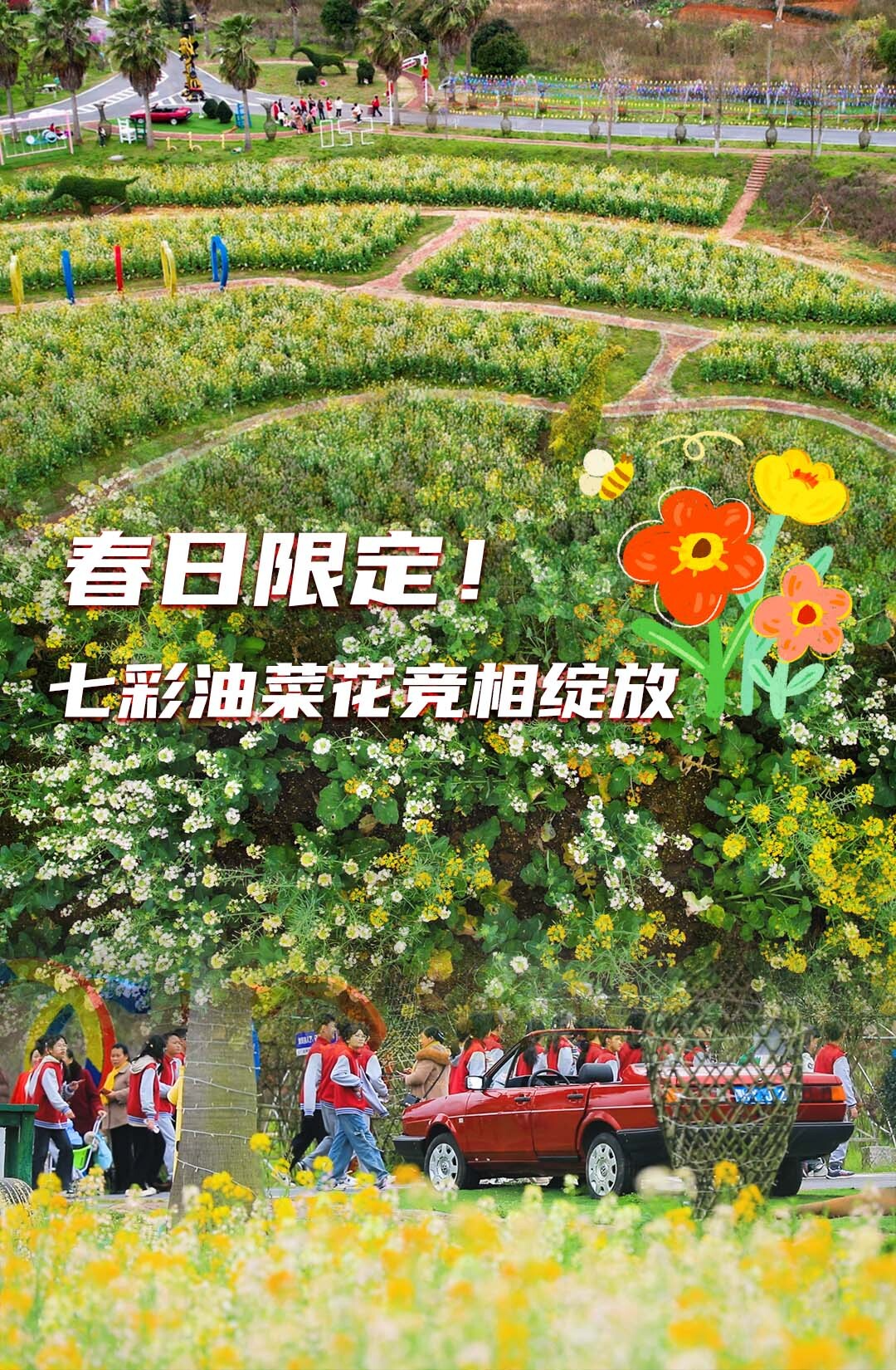 春日限定！七彩油菜花竞相绽放