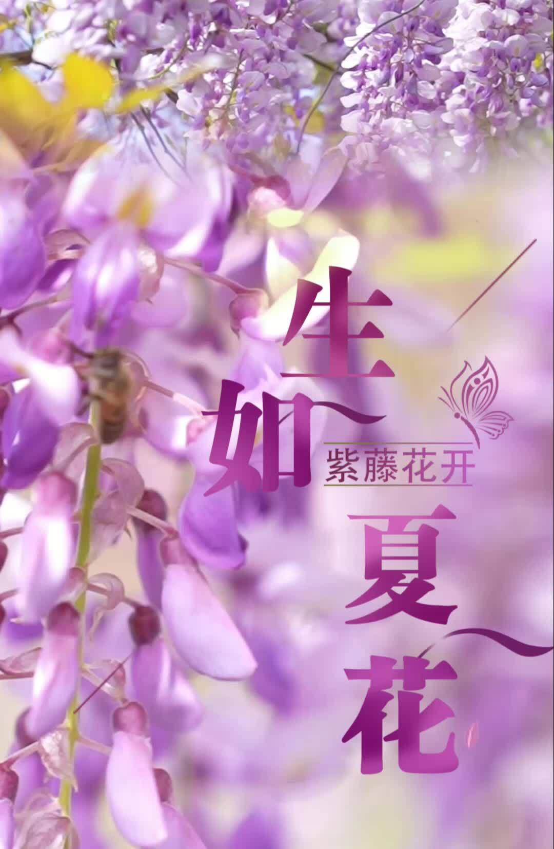 临武：紫藤花开 生如夏花