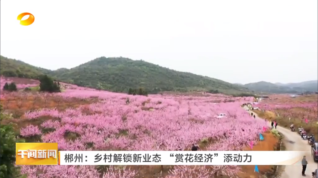 湖南卫视【午间新闻】郴州：乡村解锁新业态 “赏花经济”添动力
