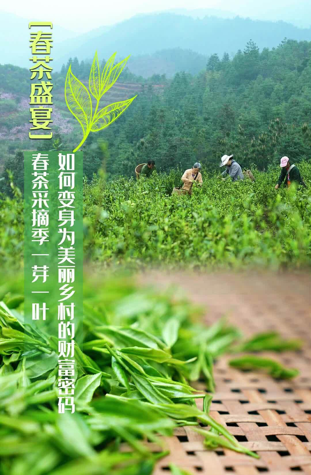 春茶盛宴 | 春茶采摘季 一芽一叶如何变身为美丽乡村的财富密码