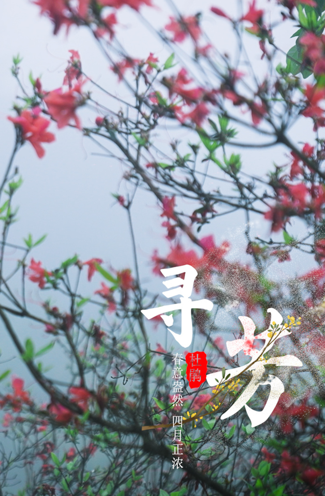 春日寻芳：野生杜鹃花的秘境之旅