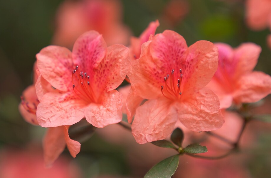 四月春正好 野生杜鹃花枝俏