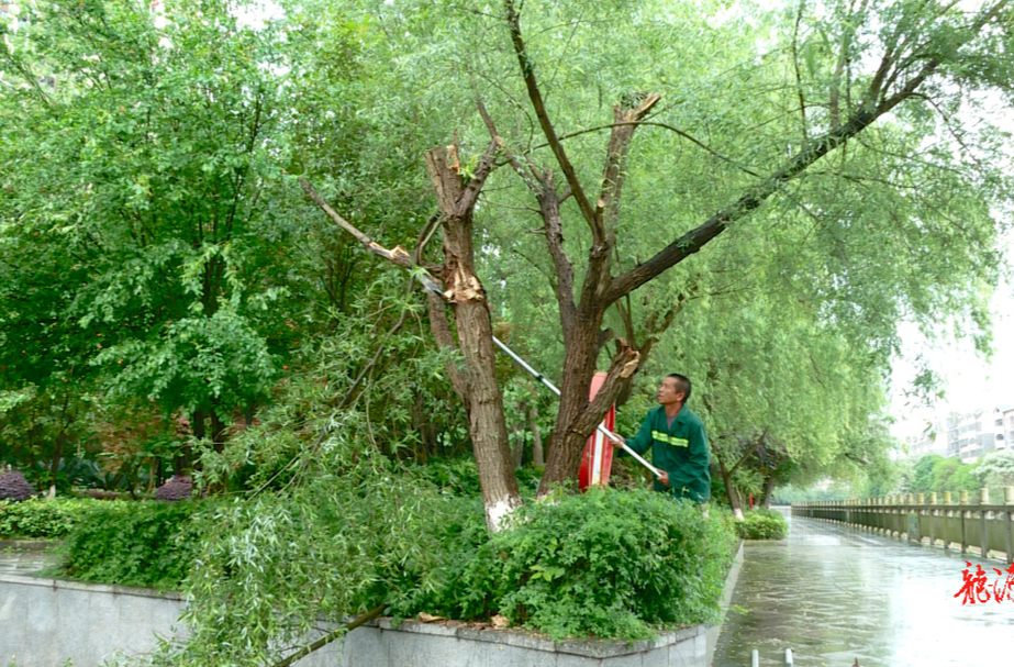 雷雨天气突袭 临武园林紧急排险
