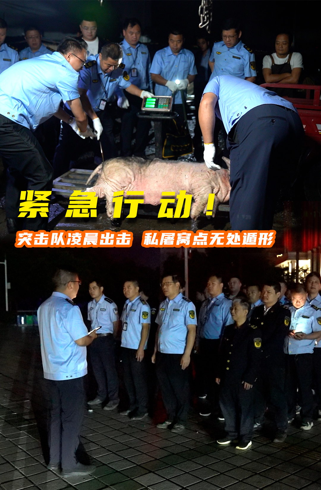 紧急行动! 突击队凌晨出击 私屠窝点无处遁形