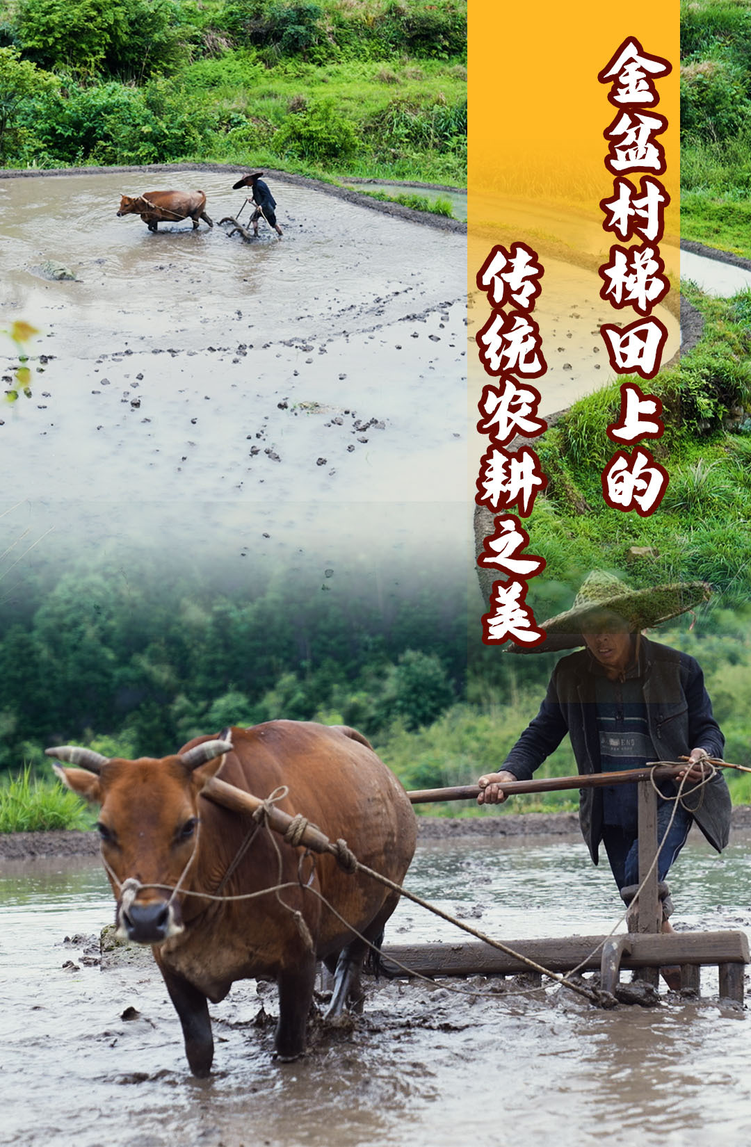 开耕了！金盆村梯田上的传统农耕之美