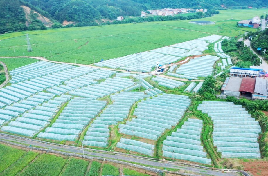 水东：西瓜甜蜜上市  现代大棚结硕果