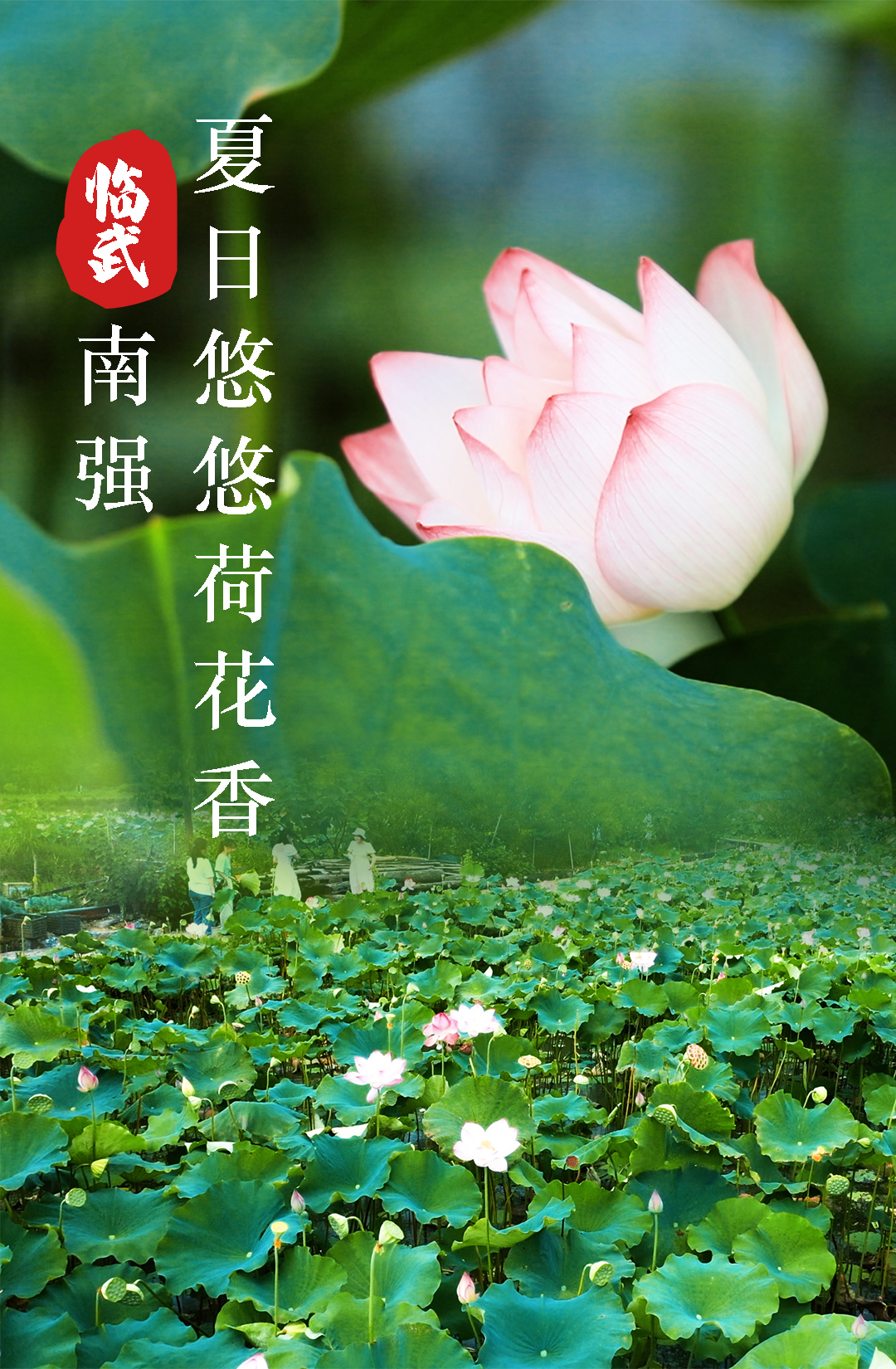 临武南强：夏日悠悠荷花香