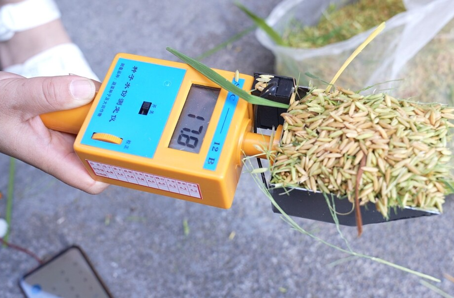 水稻测产：数据驱动粮食稳产增收