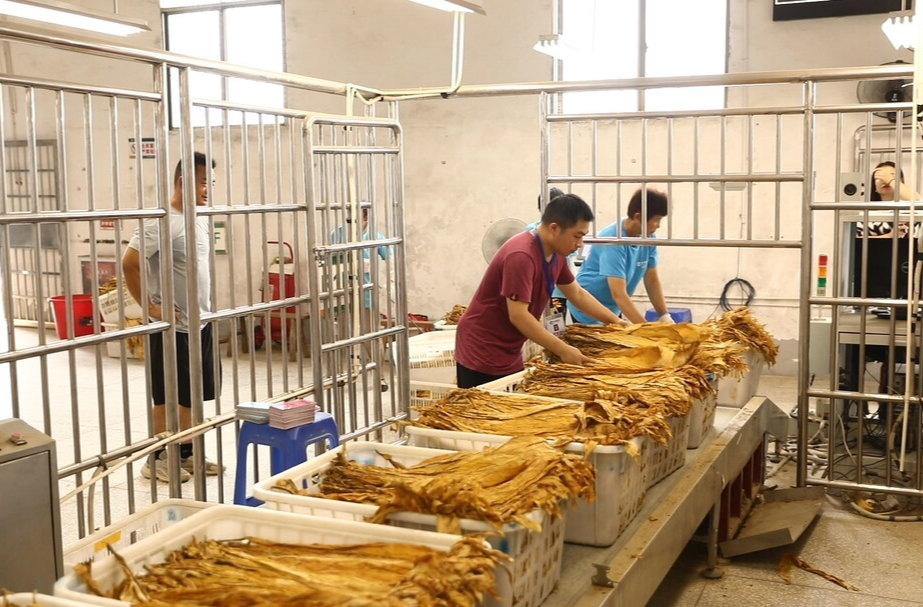 烤烟收购正当时  金色产业助增收