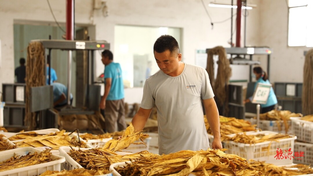 烤烟收购正当时  金色产业助增收