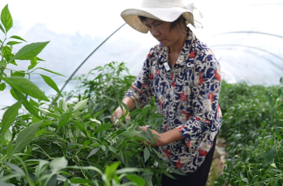 武水镇：辣椒界的“爱马仕”带动农户增收