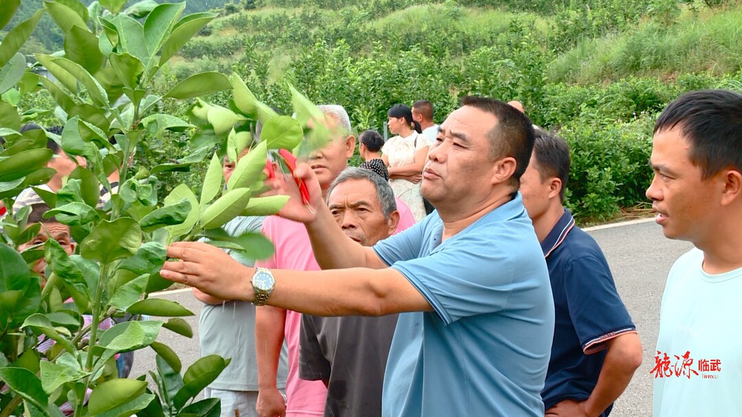 臨武柚標(biāo)準(zhǔn)化種植技術(shù)培訓(xùn) 護(hù)航臨武柚產(chǎn)業(yè)發(fā)展