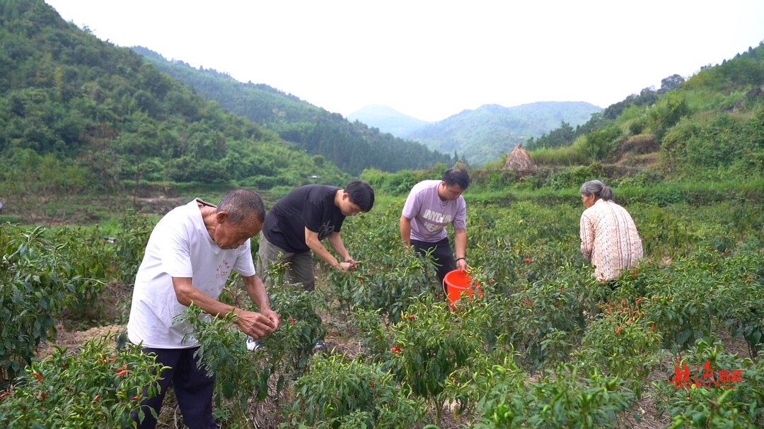 南强：乡村“跑腿员”