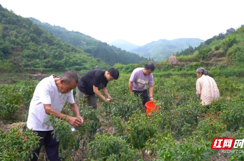 【红网时刻】临武：乡村“跑腿员”为留守老人义务带货
