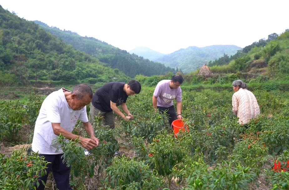 【新湖南】郴州临武南强镇：乡村“跑腿员”助力乡村振兴