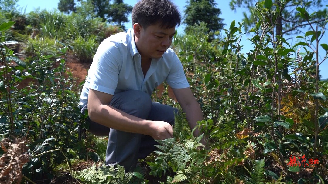 郴州市“十大返乡入乡创新创业人才”｜胡武品：浓浓茶山情  茶香飘四海
