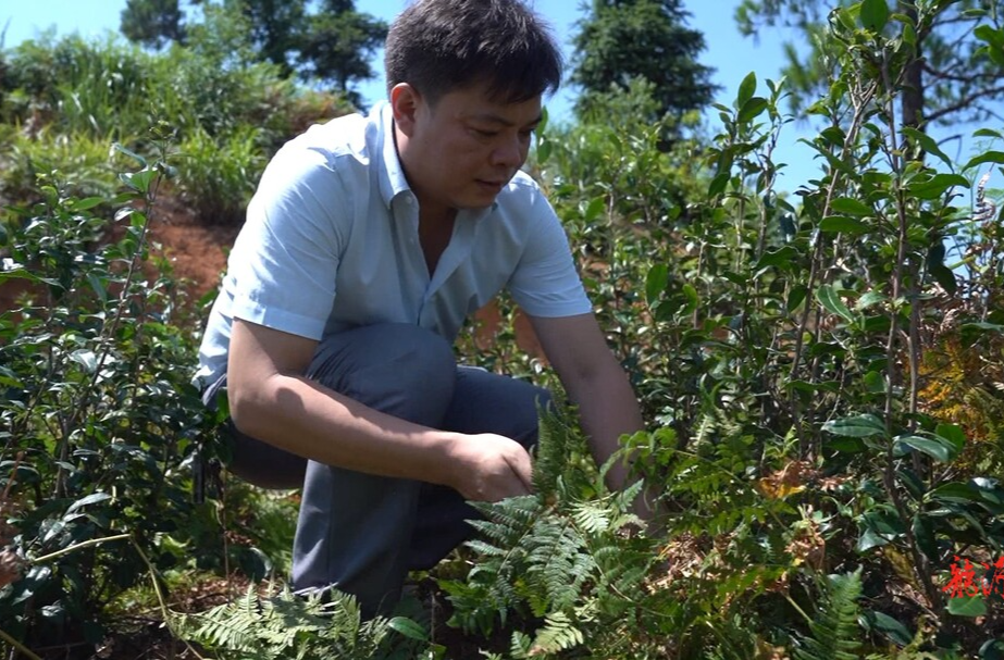 郴州市“十大返乡入乡创新创业人才”｜胡武品：浓浓茶山情  茶香飘四海