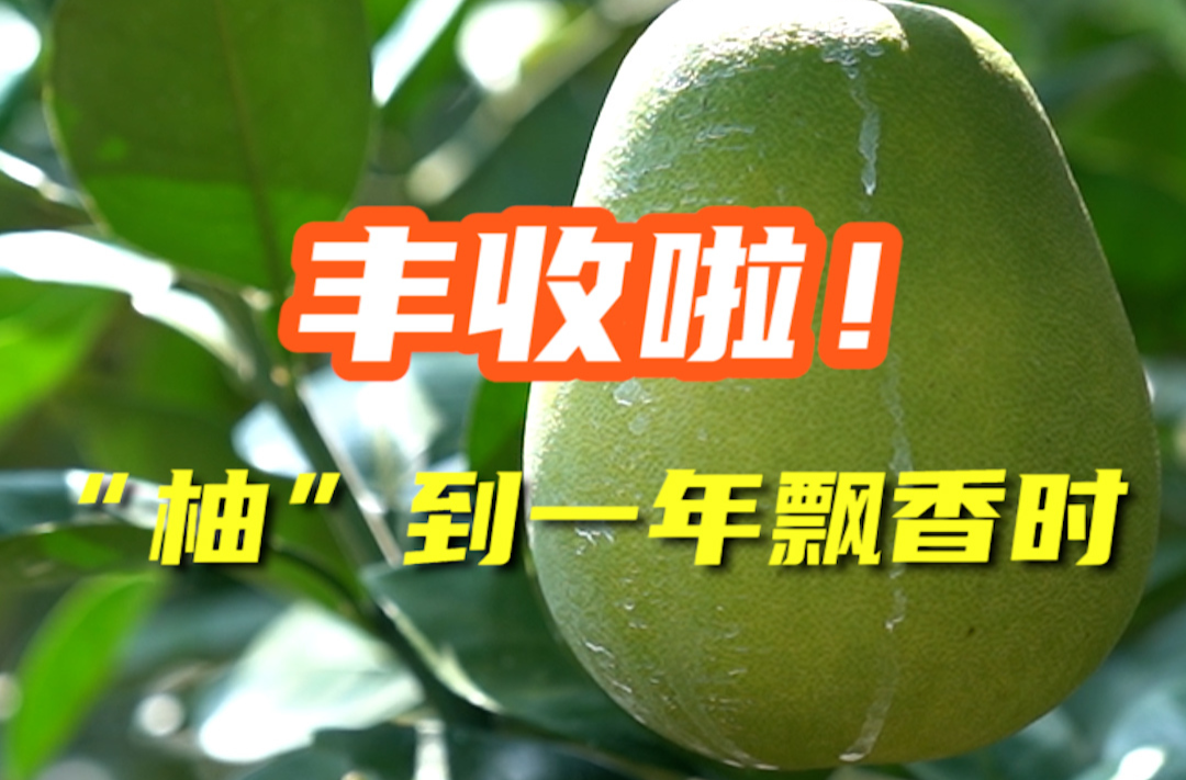丰收啦！“柚”到一年飘香时