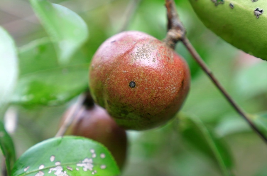 武水：油茶丰收  硕果满枝
