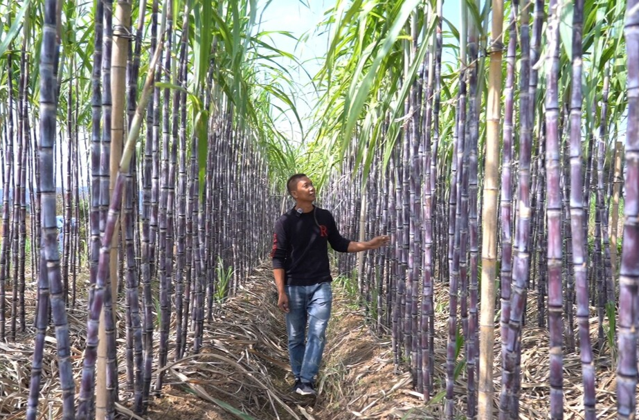 武水镇：甘蔗丰收 开启甜蜜致富路